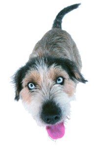 Must Love Dogs | Dog Training | Pet Sitting | Dog Walking